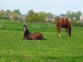 Au Mesnil Le Bas Bray Bed and Breakfast Bures-en-Bray Buitenkant foto